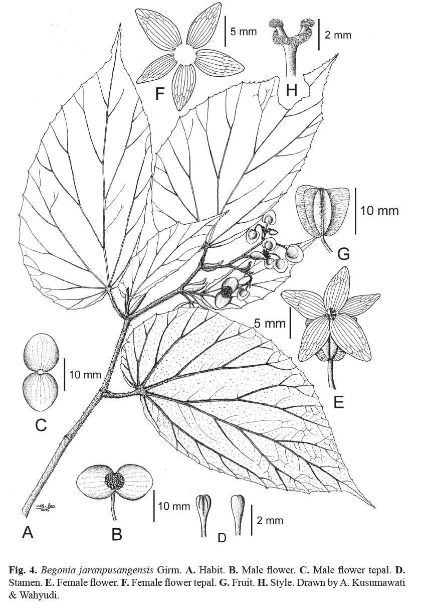 B. jaranpusangensis